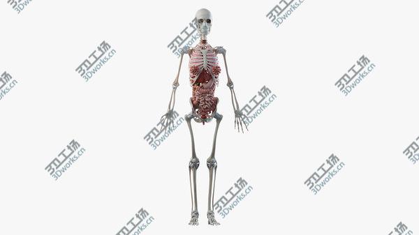 images/goods_img/20210312/Obese Female Skin, Skeleton And Organs 3D/4.jpg
